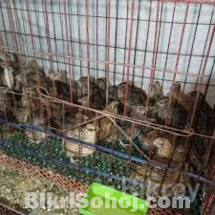 রানিং কোয়েল পাখি